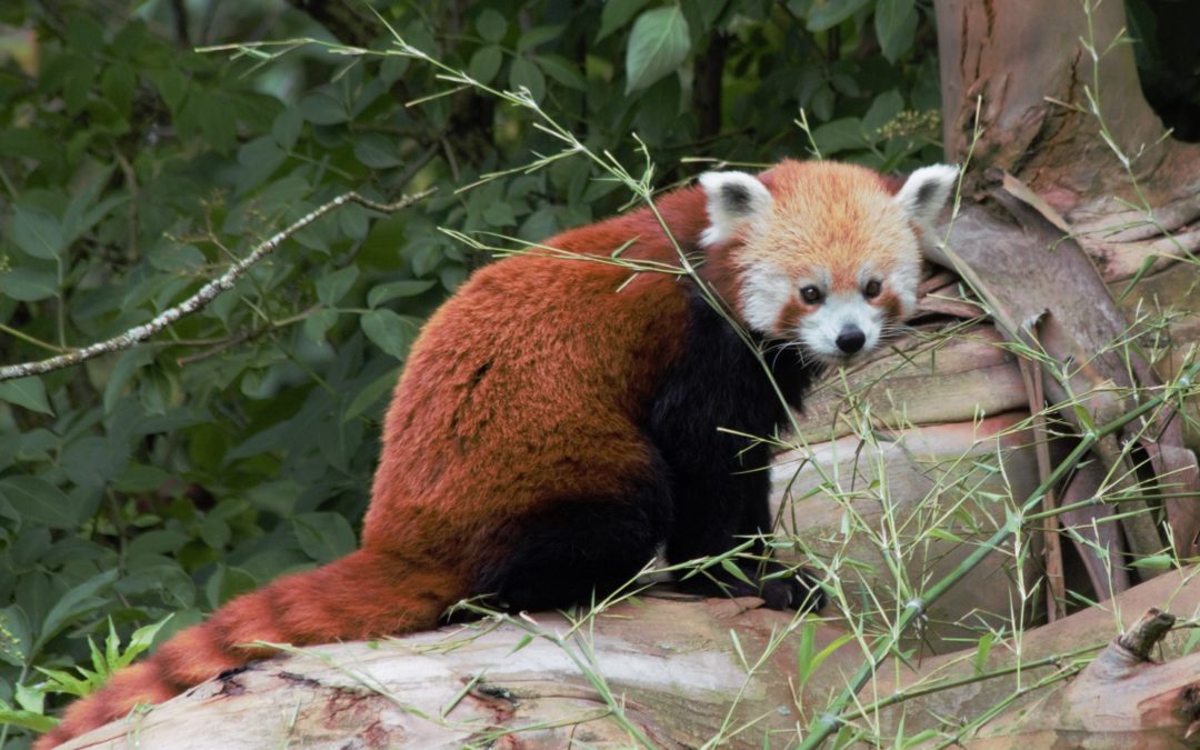 Endangered red panda family grows with birth of twins at Whipsnade Zoo